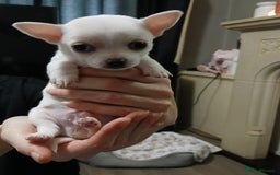 Chihuahua dogs for sale: BEAUTIFUL CHIHUAHUA PUPPIES  - Image 4