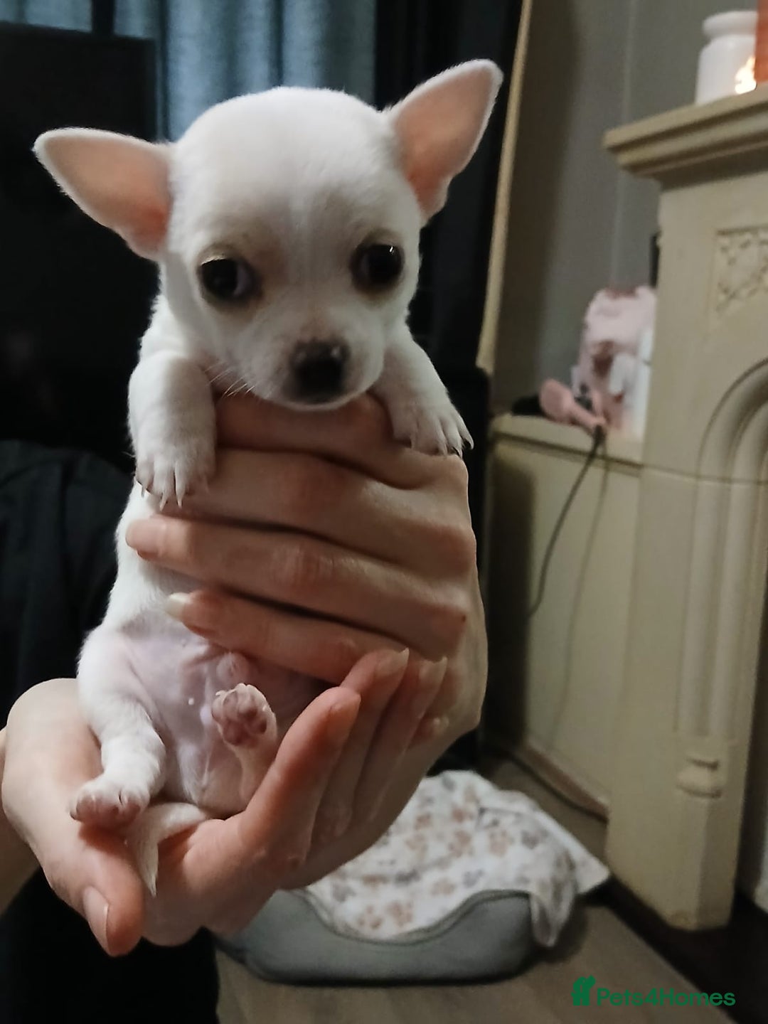 Chihuahua dogs for sale: BEAUTIFUL CHIHUAHUA PUPPIES  - Image 4
