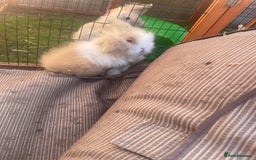 Lionhead rabbits for sale: 4 beautiful lionhead rabbits £35 each - Image 8