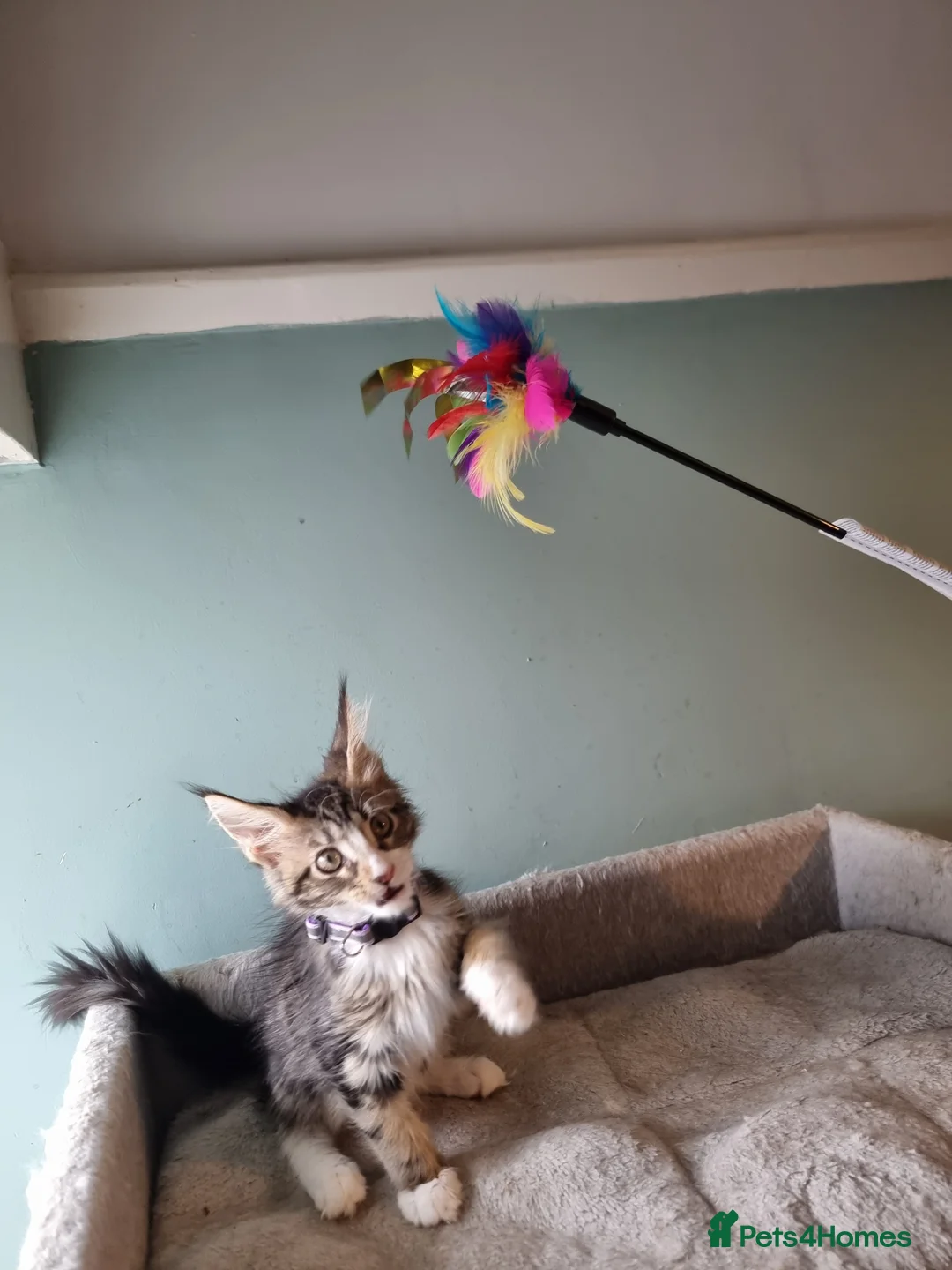 Maine Coon cats for sale: Tica!! Amazing kittens - Advert 2