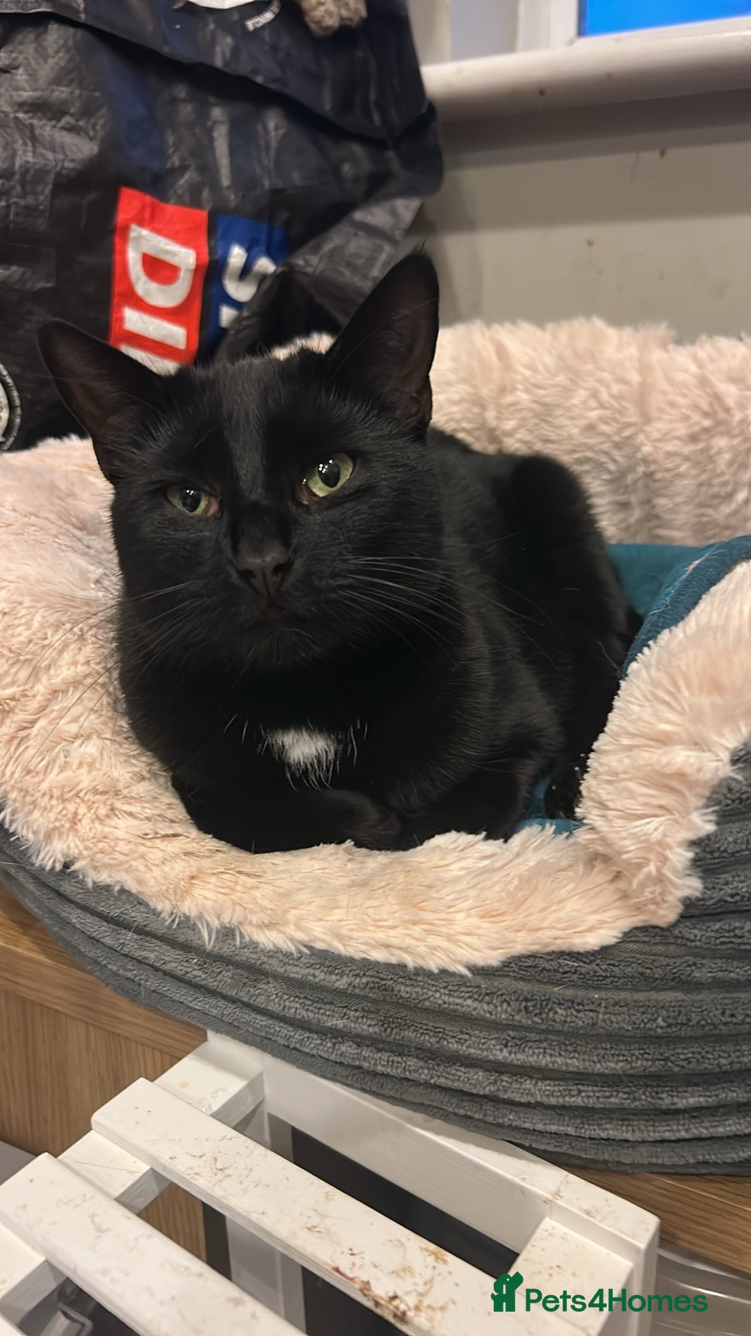 Domestic Shorthair cats for sale: Pretty black female cat - Advert 2