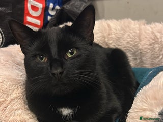 Domestic Shorthair cats Pretty black female cat - Advert 15