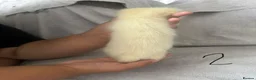 Ferret rodents for sale: Stunning part angora kits for sale in Cardiff - Advert 18