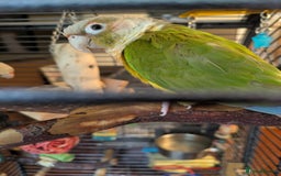 Conures birds for sale: Pineapple conures looking for new home.  - Image 11
