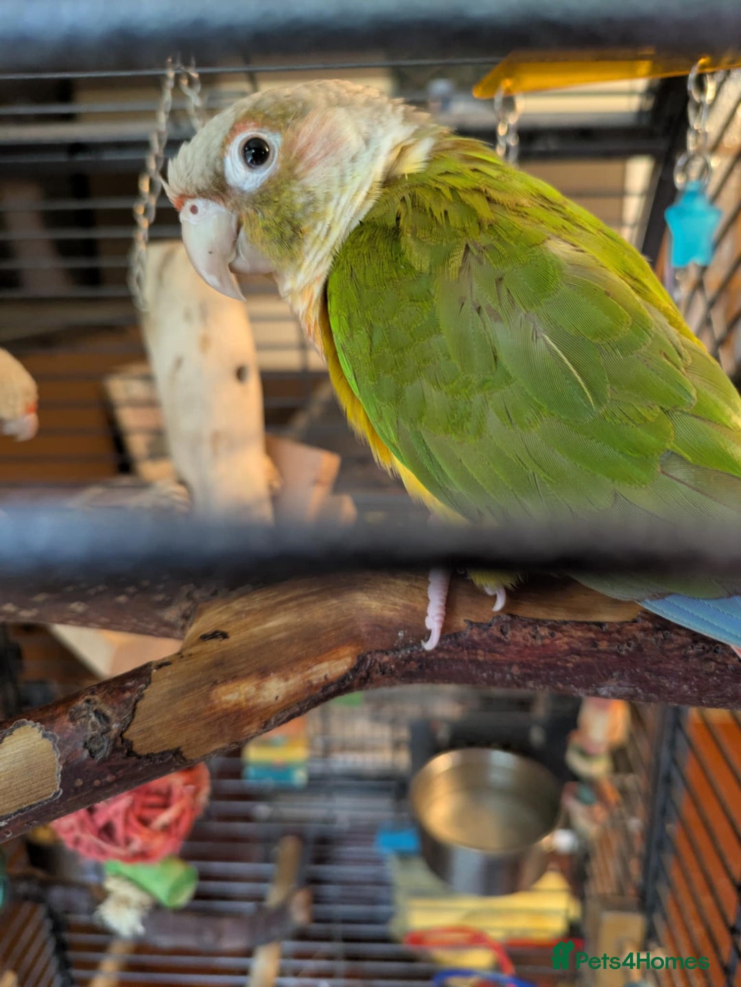 Conures birds for sale: Pineapple conures looking for new home.  - Image 11