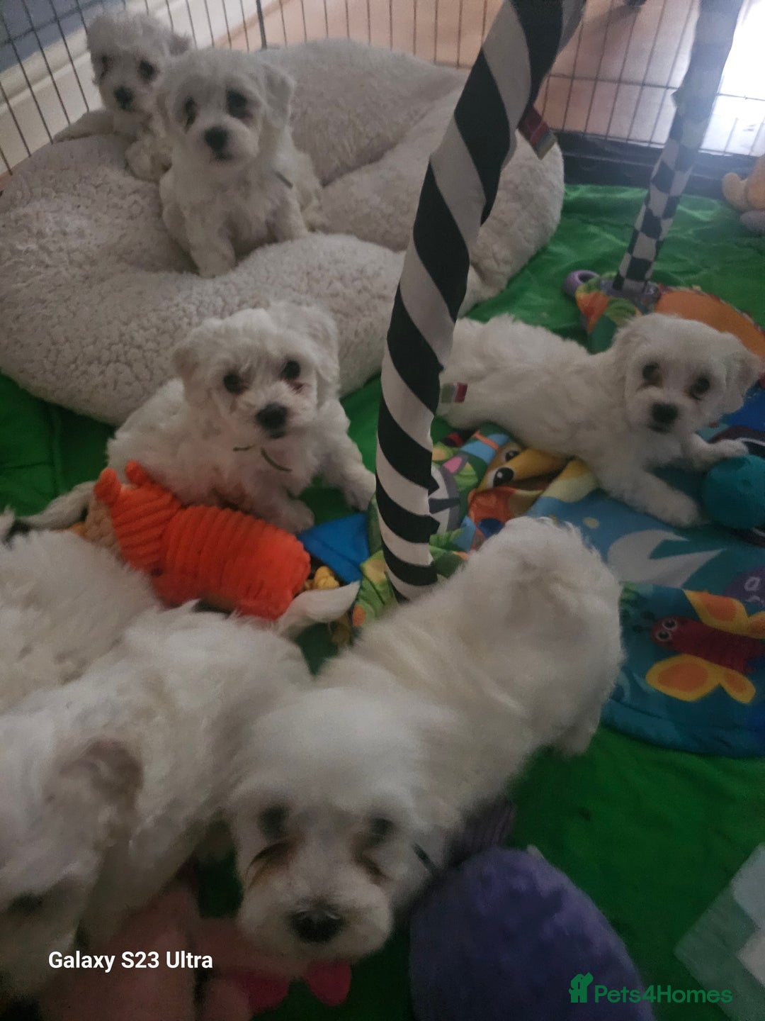 Maltese dogs for sale: Adorable Maltese Puppies for Sale! - Image 2