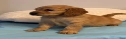 Mixed Breed dogs for sale: Golden Cocker Retriever puppies  in Coatbridge - Advert 9