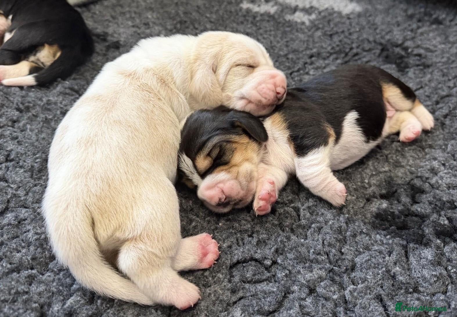Basset Hound dogs 2 Gorgeous KC Basset Hound Pups!  - Advert 2