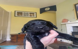 Sprocker dogs for sale: Gorgeous F1 health tested Sprockers  - Advert 14