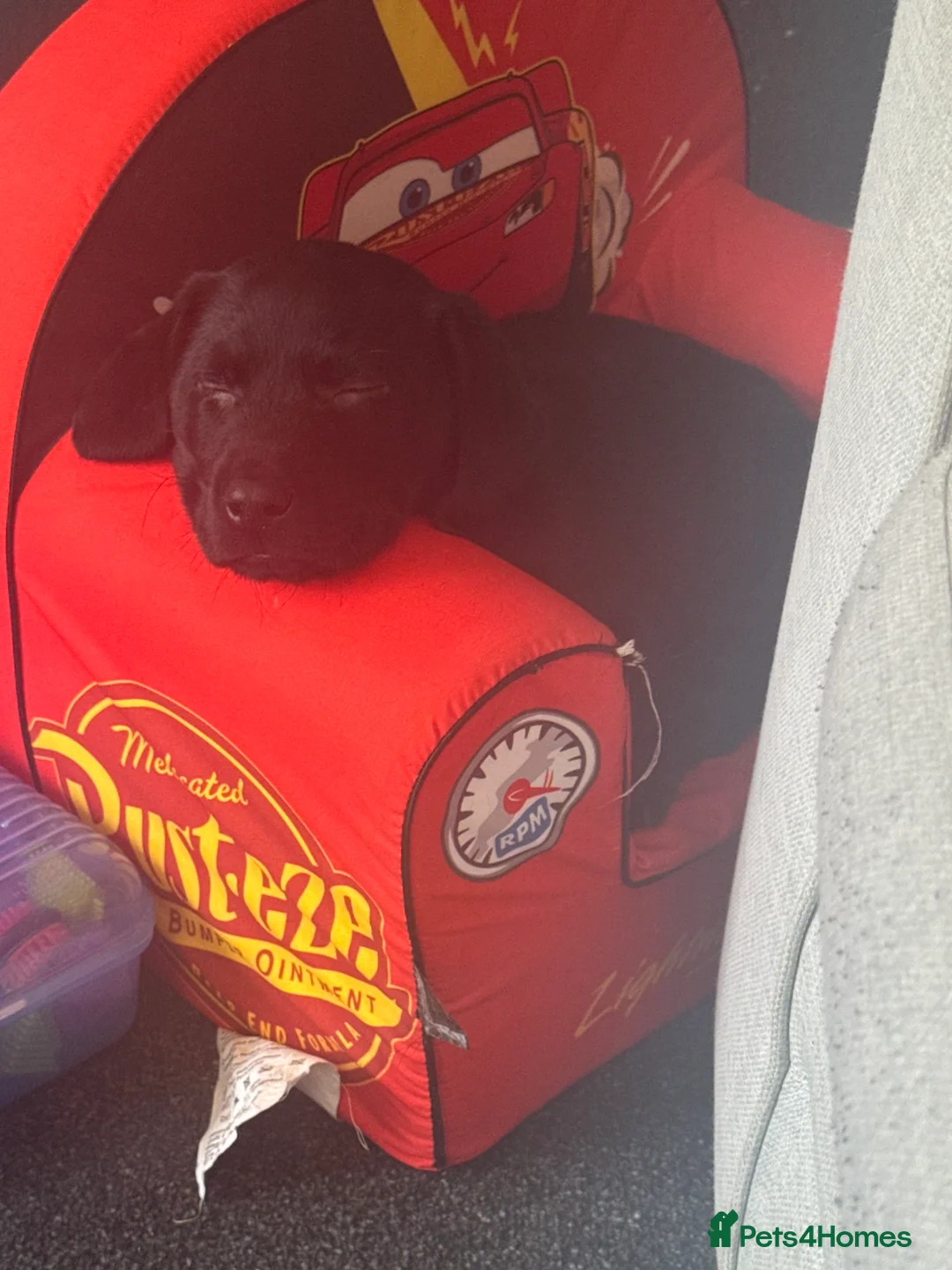 Labrador Retriever dogs for sale: Beautiful 11 week old Labrador  - Advert 3