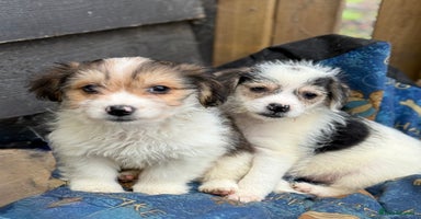 Mixed Breed dogs - Advert 3