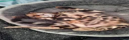 Bengal cats for sale: Stunning Bengal Kittens  - Advert 5
