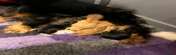 Cocker Spaniel dogs for sale: ** Show Cocker Spaniel Pups ** - Advert 6