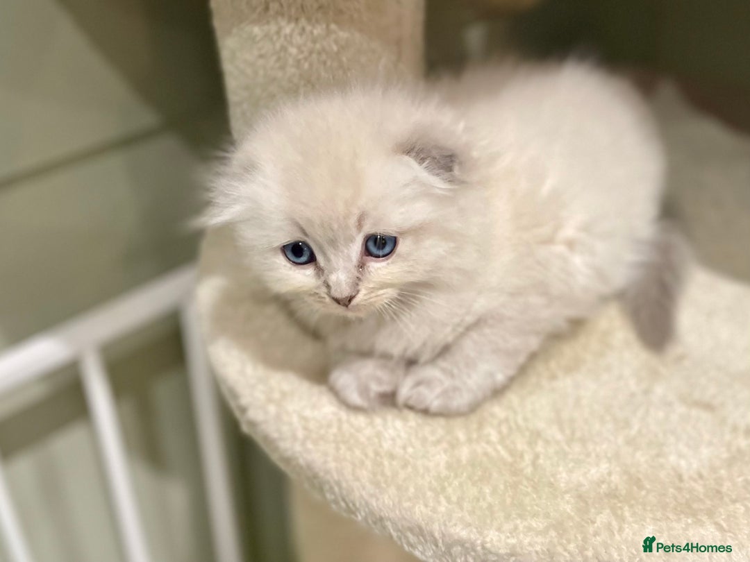 Ragdoll cats for sale: Exquisite, truly unique Ragdolls & Ragfold kittens - Advert 6