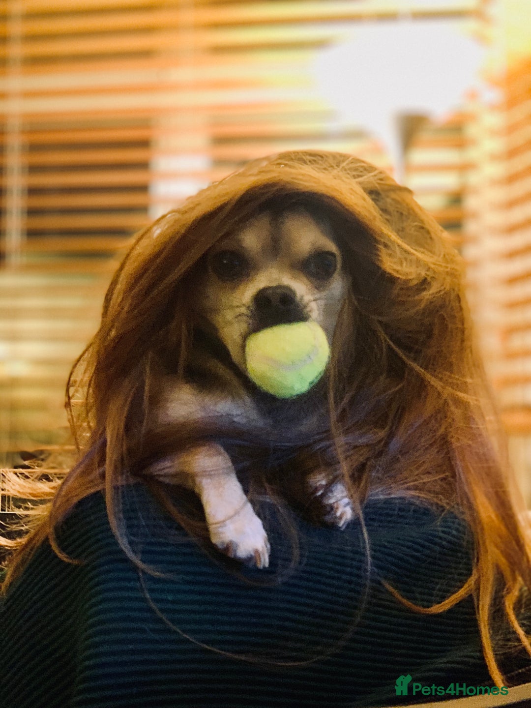 Chihuahua dogs for stud: Kenobi  - Advert 17