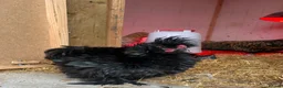 Chickens poultry for sale: Silkies - Advert 4