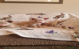 French Bulldog dogs for sale: Adorable pink and fluffy french bulldogs puppies  - Image 24