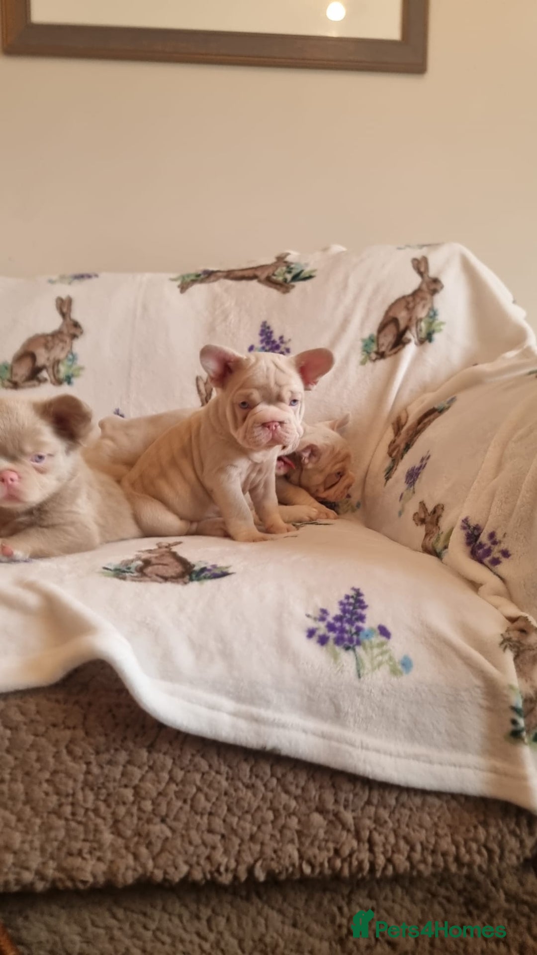 French Bulldog dogs for sale: Adorable pink and fluffy french bulldogs puppies  - Image 24