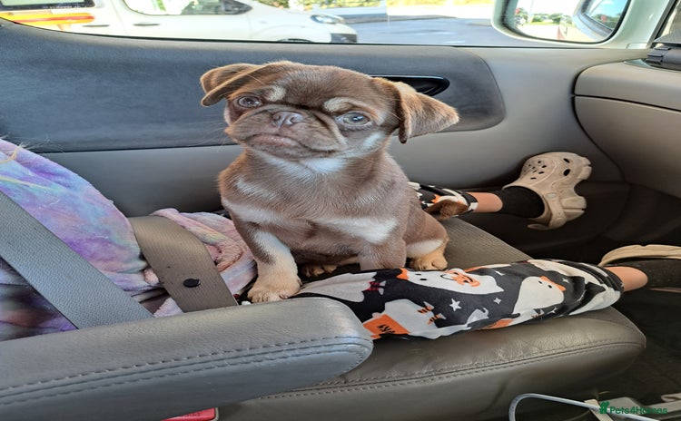 Pug dogs - Advert 1