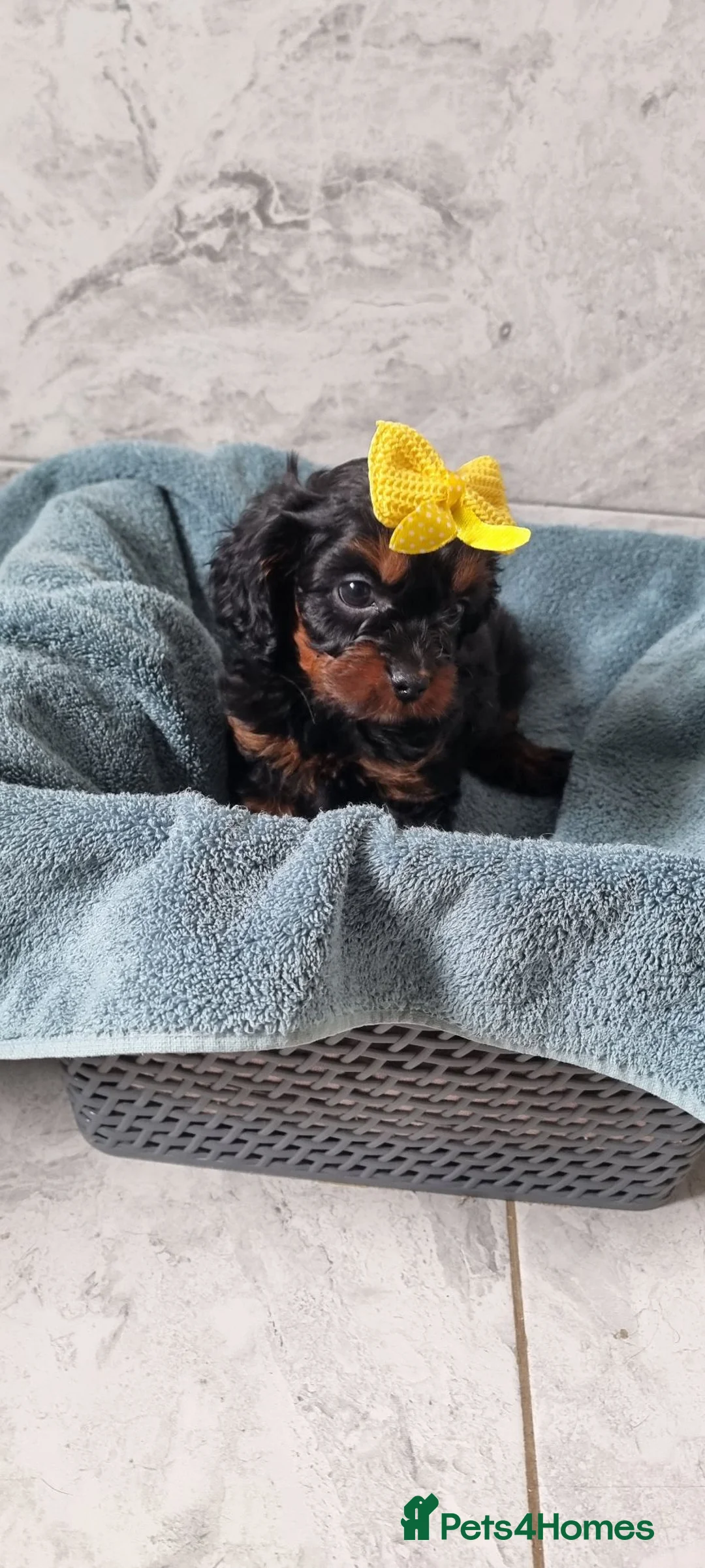 Cavapoo dogs for sale: (READY NOW) reduced Tiny F1 toy cavapoos  - Advert 6