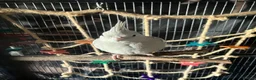 Cockatiels birds for sale: 8 month old female cinnamon pied cockatiel - Advert 4