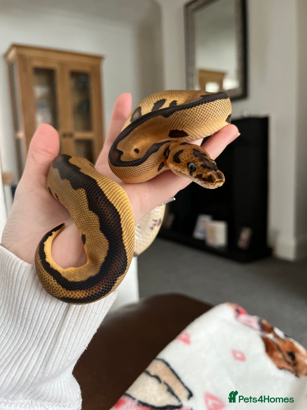 Python Snake reptiles for sale: Leopard Clown Ball Royal Python - Image 4