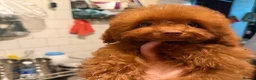 Toy Poodle dogs for sale: True toy Asian Poodle Puppies - Advert 14