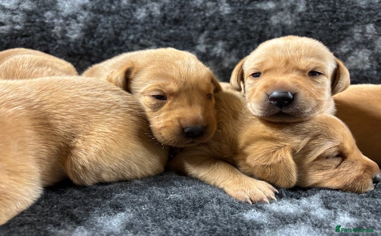 Labrador Retriever dogs - Advert 8