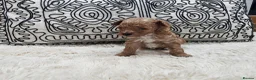 Toy Poodle dogs for sale: KC Toy Poodles  - Advert 4