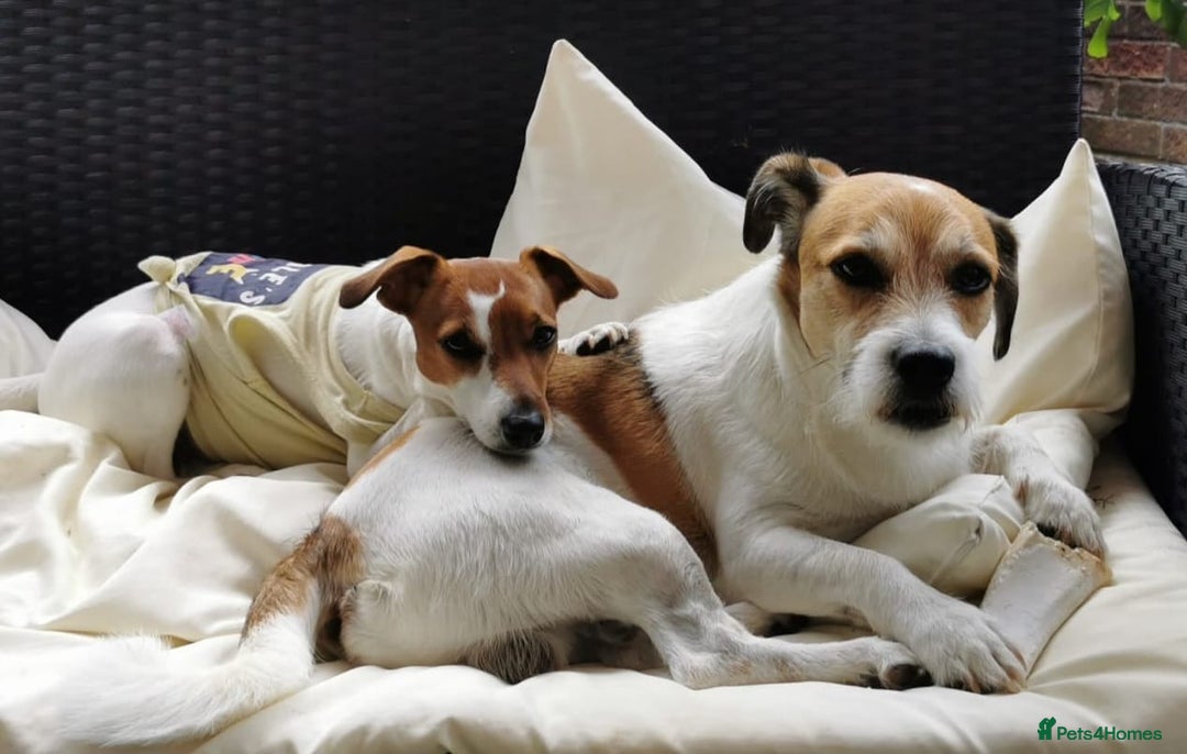 Mixed Breed dogs for sale: Five beautiful Jack Russel puppies for sale - Advert 30