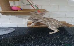 Bengal cats for sale: 🔥✨Pedigree TICA-Registered Bengals - Image 17
