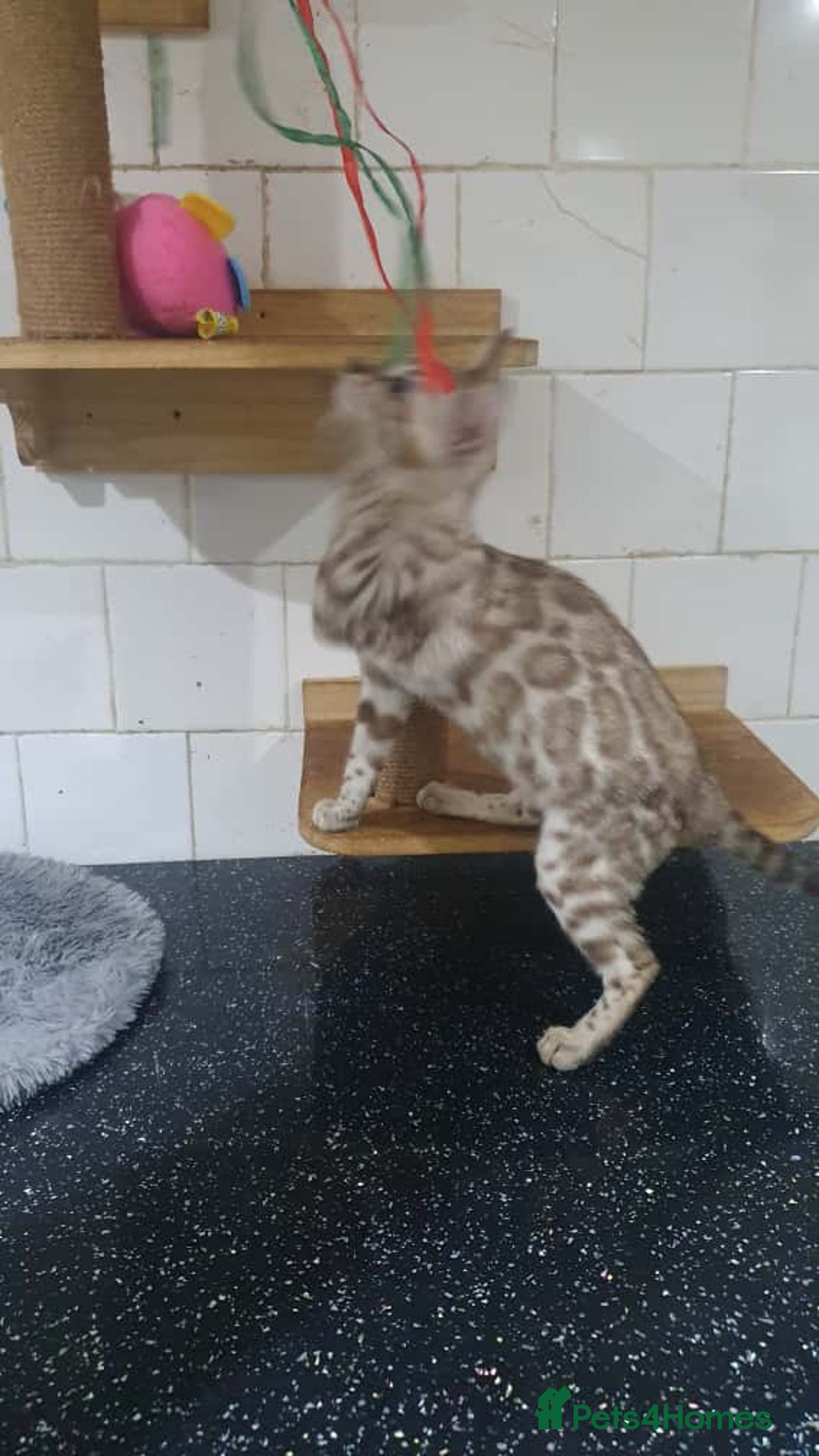 Bengal cats for sale: 🔥✨Pedigree TICA-Registered Bengals - Image 17