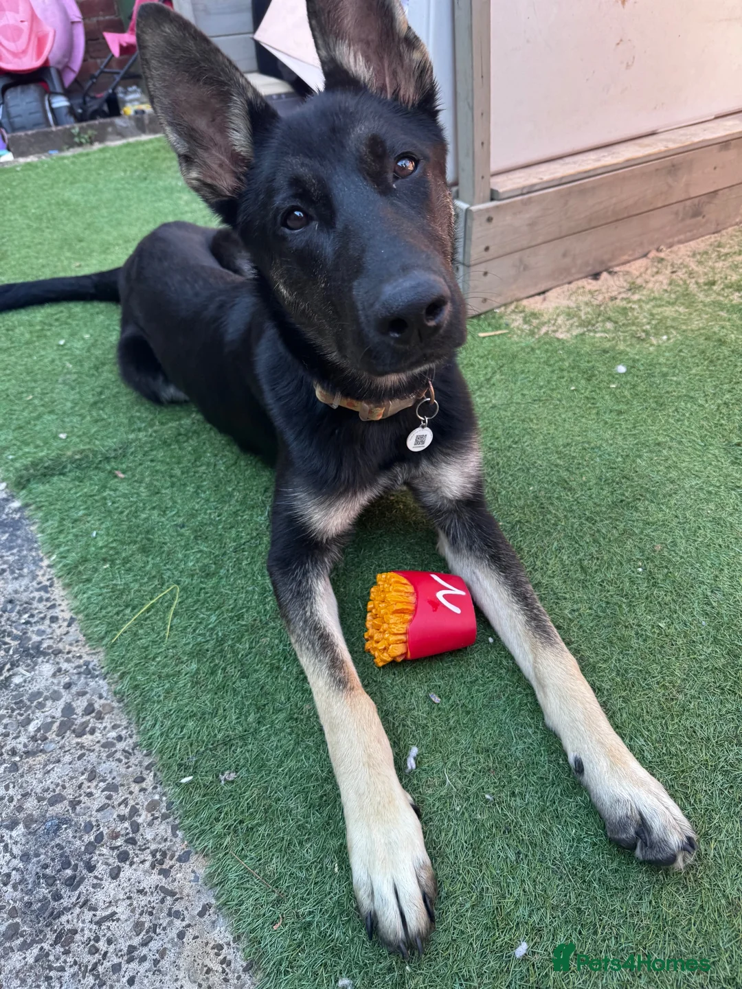 Mixed Breed dogs for sale: 7 month old dog For Sale - Advert 2