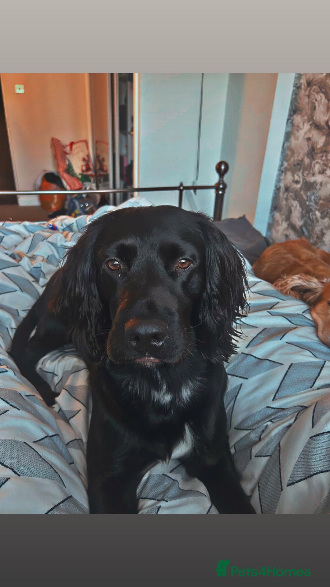 Sprocker dogs for stud: Large sprocker for stud - Advert 1