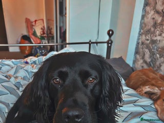 Sprocker dogs Large sprocker for stud - Advert 18