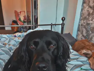 Sprocker dogs Large sprocker for stud - Advert 3