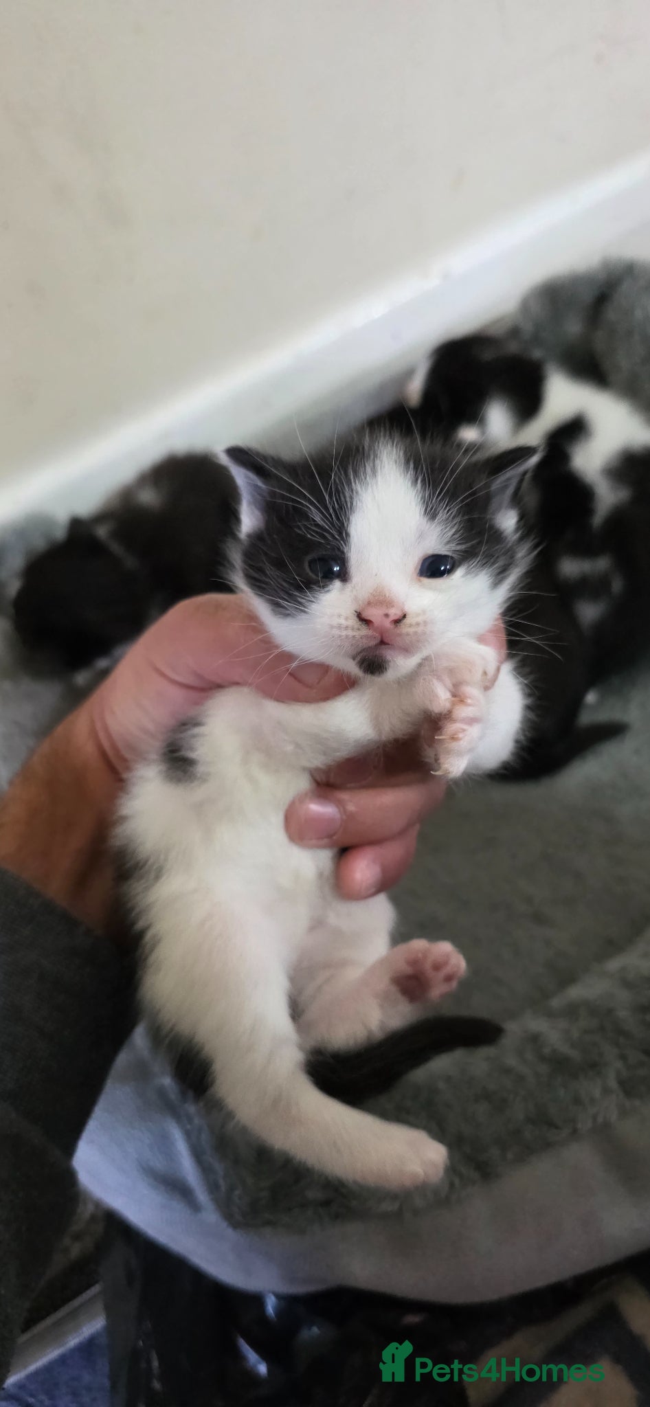 Mixed Breed cats beautiful cats - Advert 1