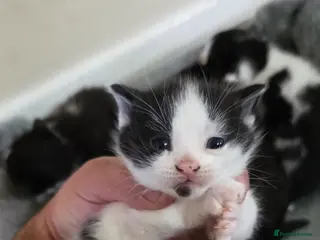 Mixed Breed cats beautiful cats - Advert 1