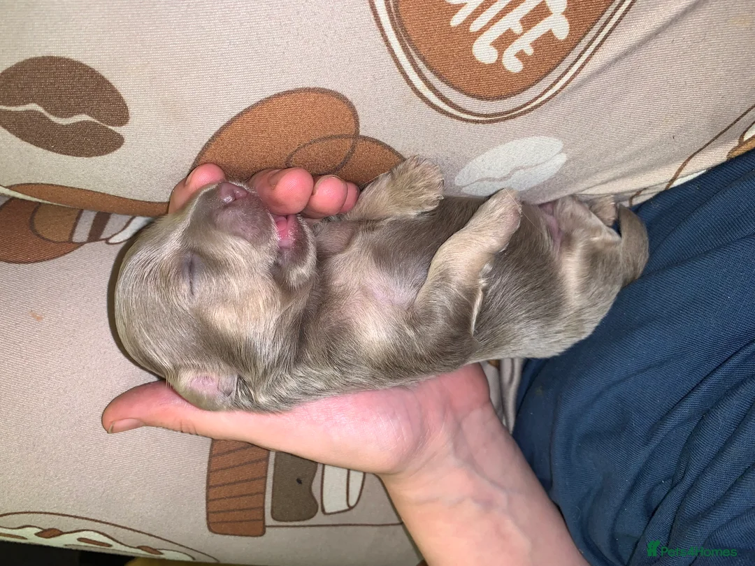Mixed Breed dogs for sale: Male Shorkie Cross Chihuahua Puppies 🐾 - Advert 30