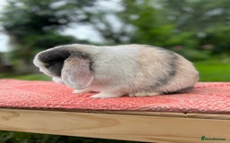 Mini Lop rabbits for sale: ⭐ VACCINATED ADULT PUREBRED MINI LOP RABBITS ⭐  - Advert 7