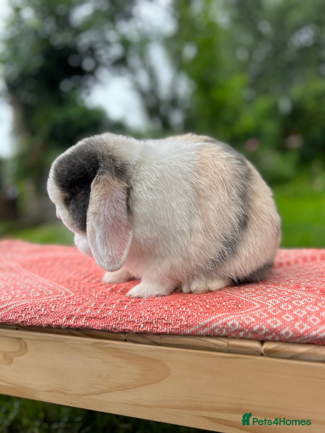 Mini Lop rabbits for sale: ⭐ VACCINATED ADULT PUREBRED MINI LOP RABBITS ⭐  - Advert 7