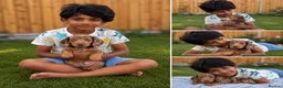 Miniature Dachshund dogs for sale: Miniature Dachshund - Chocolate Dapple (Boy) - Advert 6