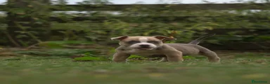 Fawn female 2 
