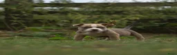 American Bully dogs for sale: American Micro Bullies  - Advert 13