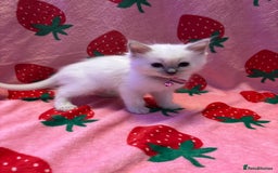 Ragdoll cats for sale: GCCF ACTIVE Registered Ragdoll Kittens  - Image 11