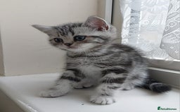 British Shorthair cats for sale: Silver Tabby kittens  in Rochester - Image 5