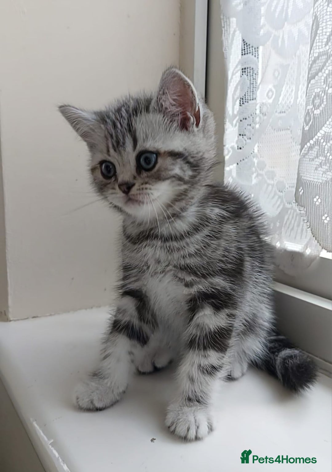 British Shorthair cats for sale: Silver Tabby kittens  in Rochester - Image 5