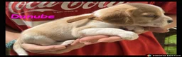 Beaglier dogs for sale: Beautiful Beaglier Bundles 🌸 - Advert 4
