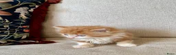 Mixed Breed cats for sale: Kittens Seeking Forever Homes! - Advert 11
