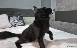 Maine Coon cats for sale: Stunning litter of maine coon kittens  - Advert 21